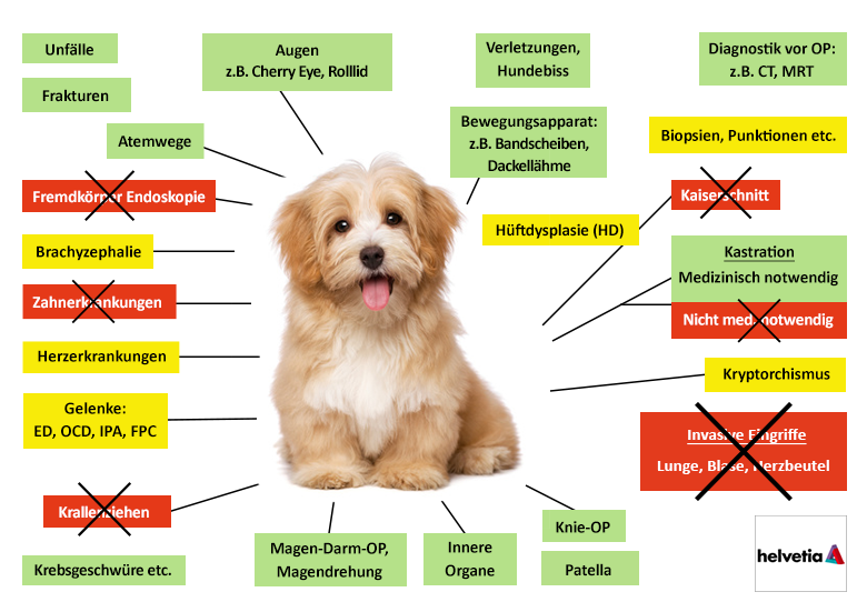 Helvetia Hunde-OP Versicherung Leistungen im Überblick
