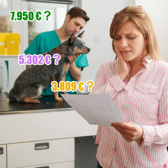 Hunde-OP Versicherung Vergleich
