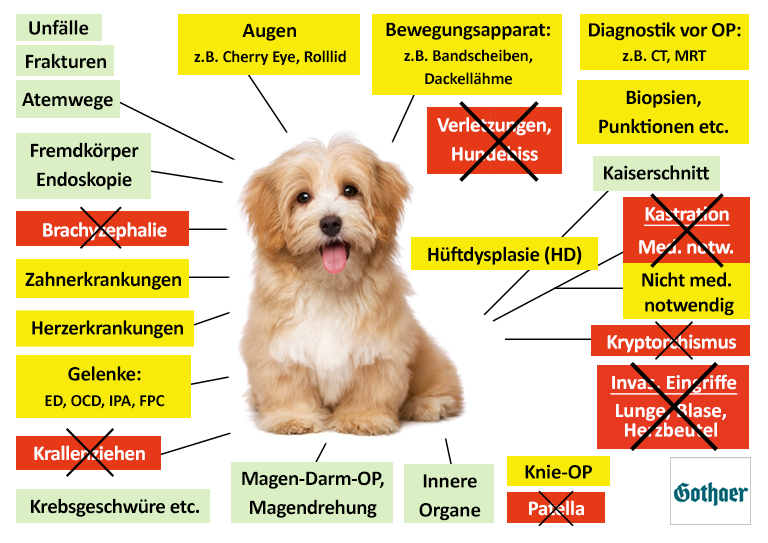 Gothaer Hunde-OP Versicherung Leistungen im Überblick