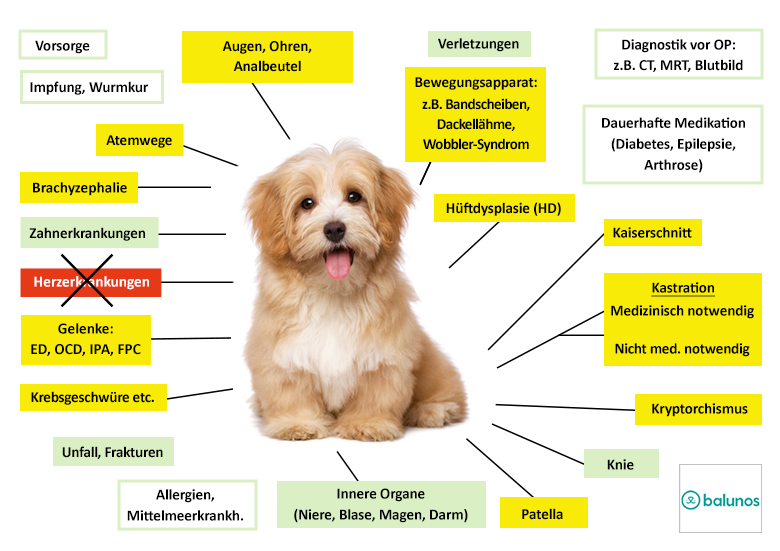 Balunos Hundekrankenversicherung Leistungen im Überblick