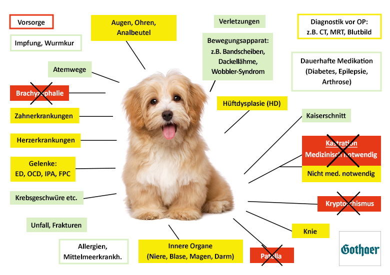 Gothaer Hundekrankenversicherung Leistungen im Überblick