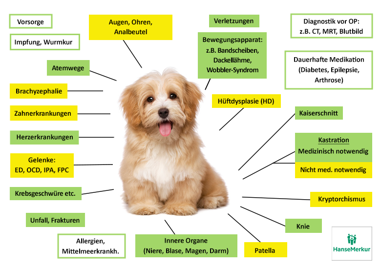 Hanse Merkur Hundekrankenversicherung Leistungen im Überblick