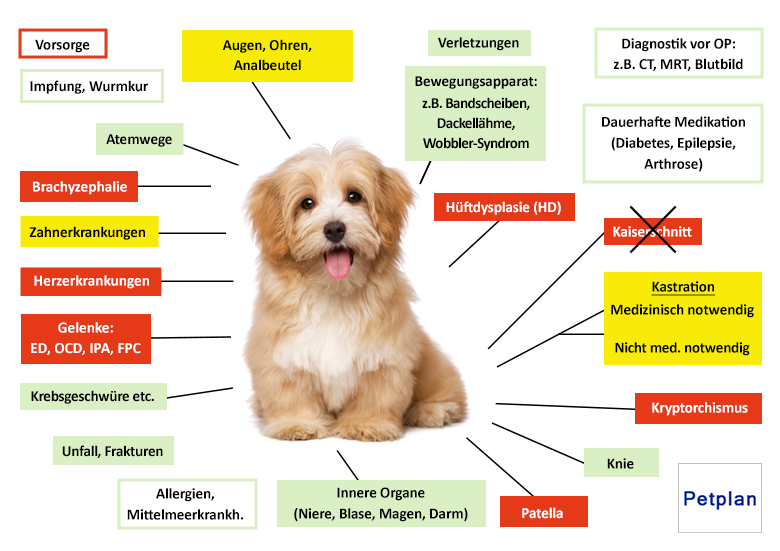 Petplan Hundekrankenversicherung Leistungen im Überblick