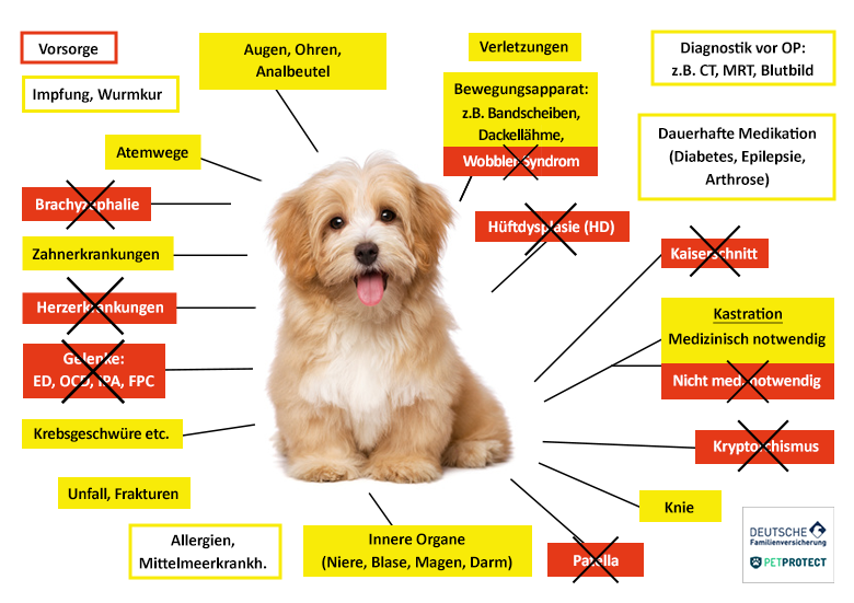 Petprotect Hundekrankenversicherung Leistungen im Überblick