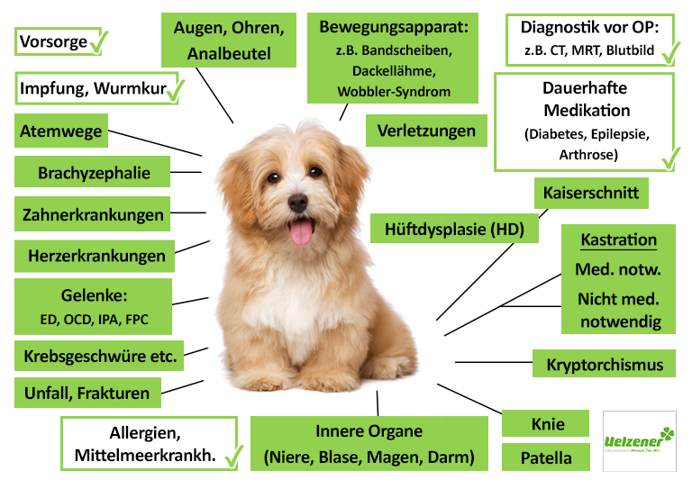Uelzener Hundekrankenversicherung Leistungen im Überblick