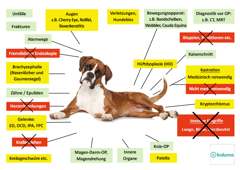 Balunos Hunde-OP Versicherung Leistungen im Überblick