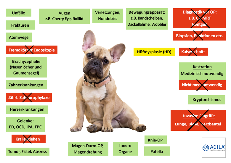 HundeOP Versicherung für Französische Bulldogge Mit OPStatistik