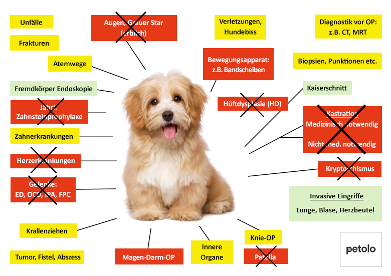 Hunde-OP Versicherung Für Havaneser - Inkl. OP-Statistik