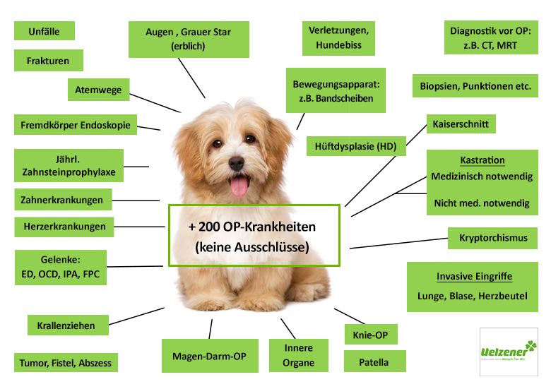 Hunde-OP Versicherung Für Havaneser - Inkl. OP-Statistik