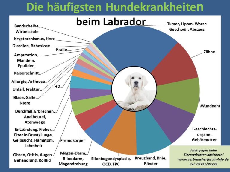Labrador Krankheiten verbraucherforuminfo.de