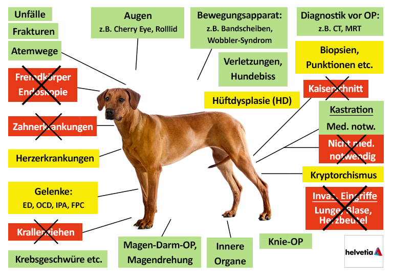 Helvetia Hunde-OP Versicherung Leistungen im Überblick