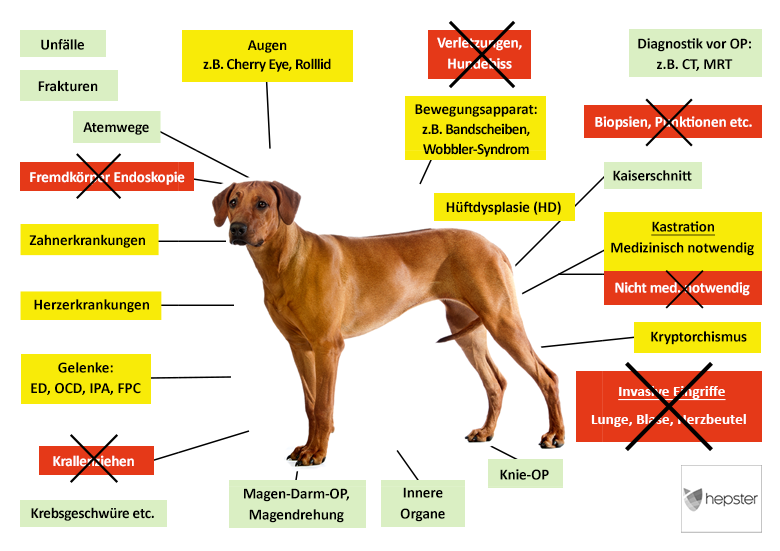 Hepster Hunde-OP Versicherung Leistungen im Überblick