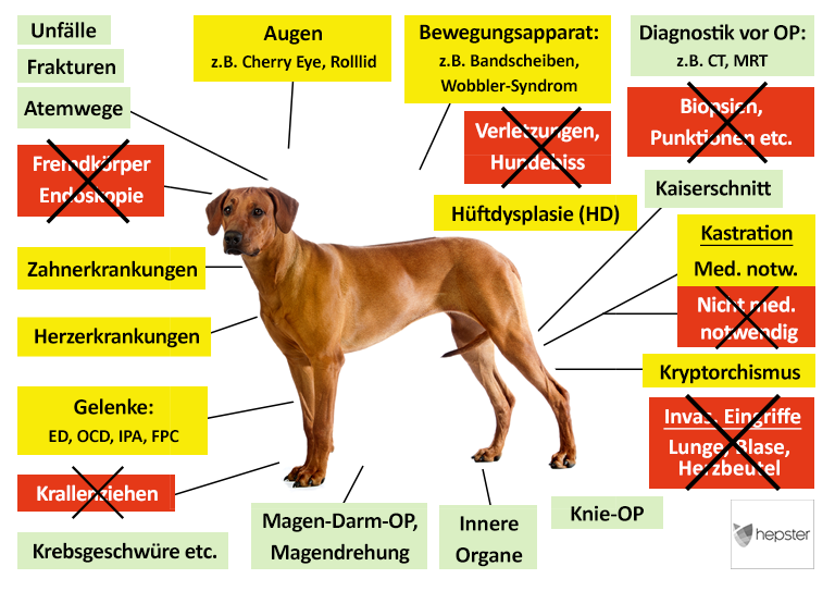 Hepster Hunde-OP Versicherung Leistungen im Überblick
