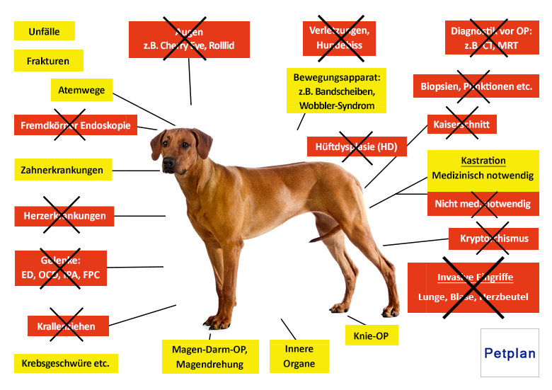 Petplan Hunde-OP Versicherung Leistungen im Überblick
