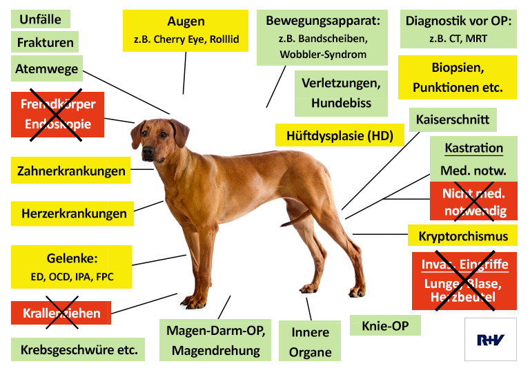 R + V Hunde-OP Versicherung Leistungen im Überblick