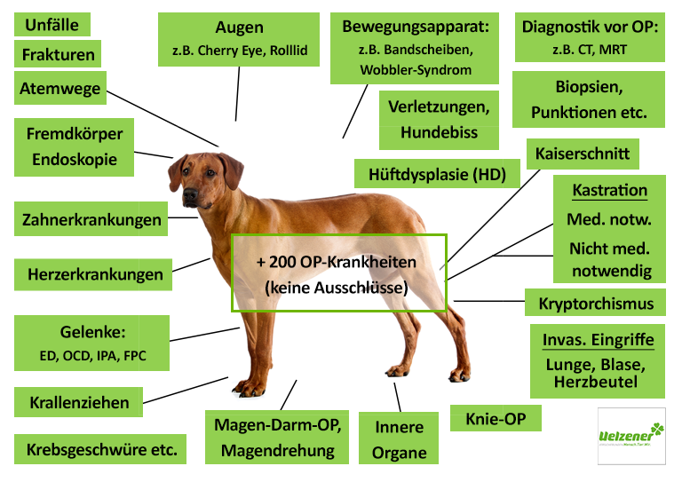 Uelzener Hunde-OP Versicherung Leistungen im Überblick