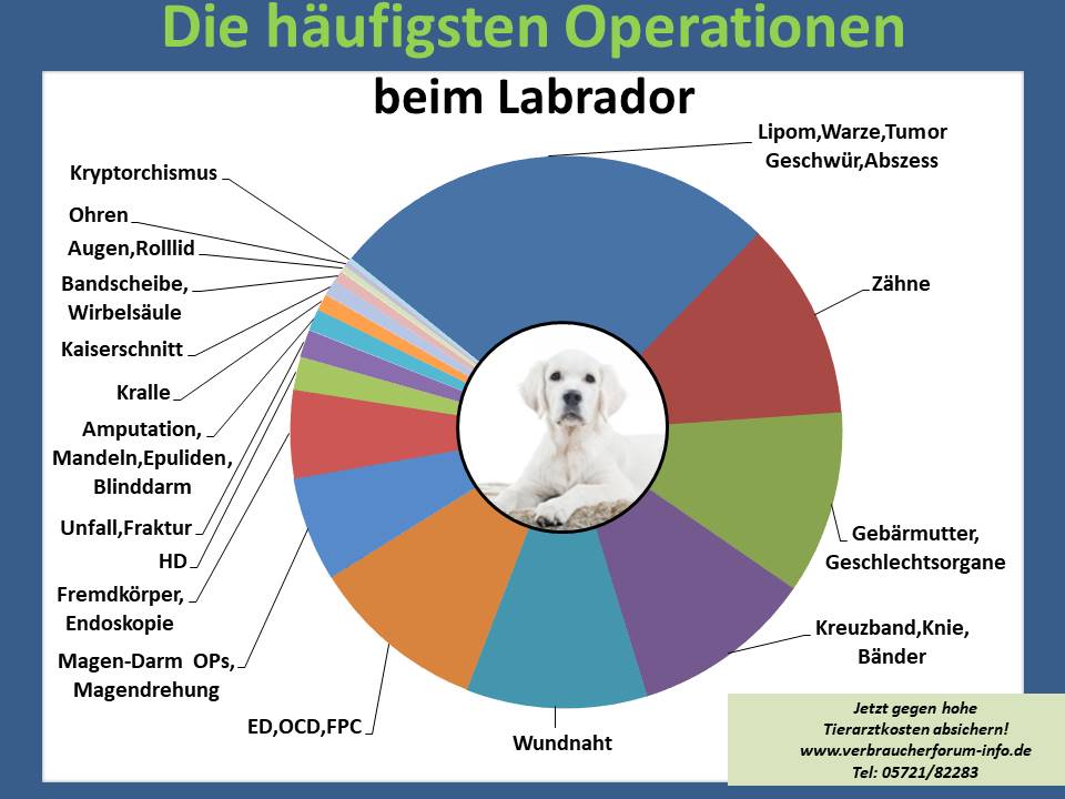 Labrador Krankheiten, Operationen