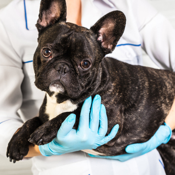 Hunde-Op Versicherung für Französische Bulldogge