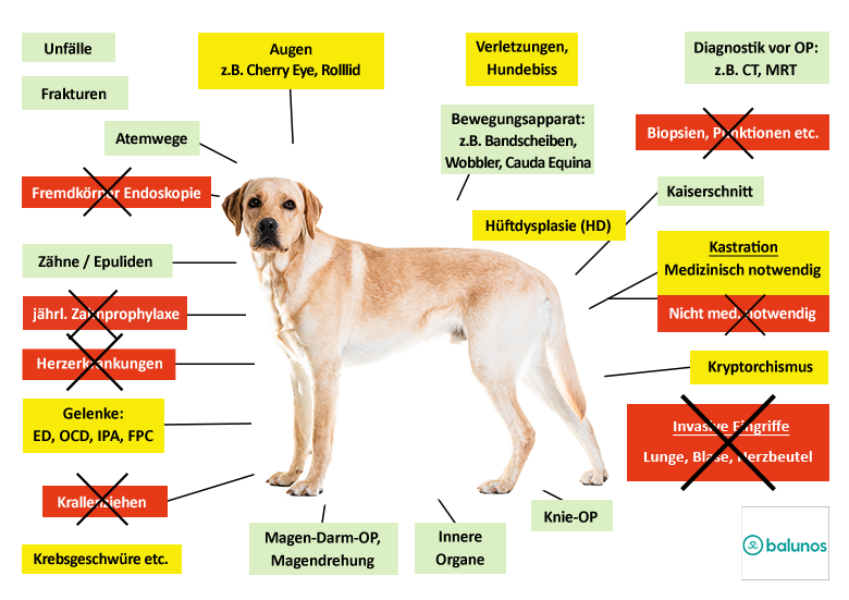 Balunos Hunde-OP Versicherung Leistungen im Überblick