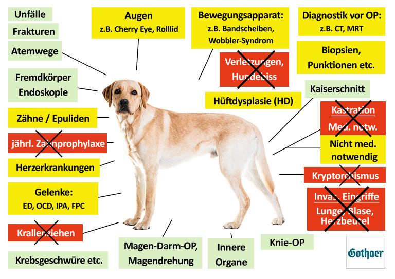 Gothaer Hunde-OP Versicherung Leistungen im Überblick