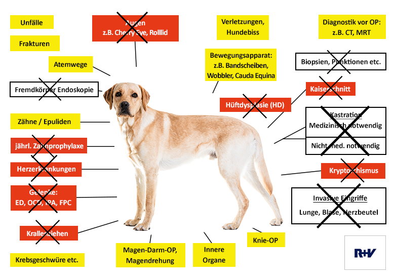 R + V Hunde-OP Versicherung Leistungen im Überblick