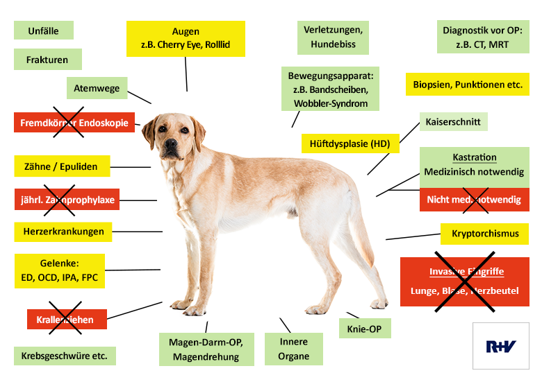 R + V Hunde-OP Versicherung Leistungen im Überblick