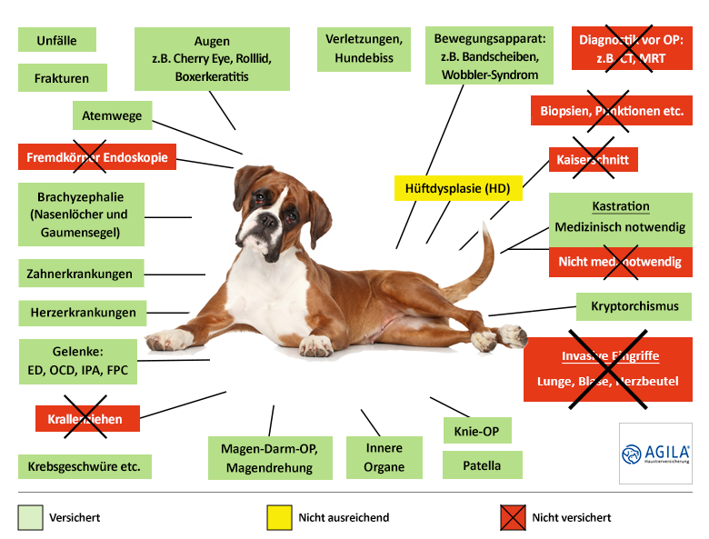 Agila Hunde-OP Versicherung Leistungen im Überblick