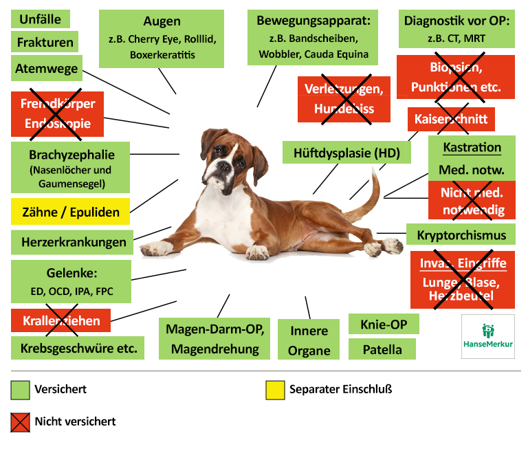 Hanse Merkur Hunde-OP Versicherung Leistungen im Überblick