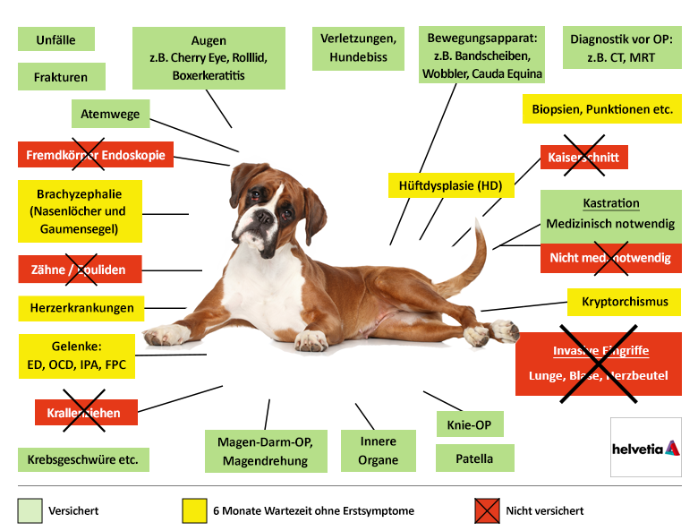 Helvetia Hunde-OP Versicherung Leistungen im Überblick