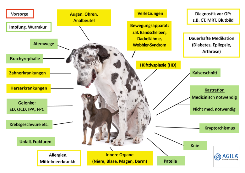 Agila Hundekrankenversicherung Leistungen im Überblick