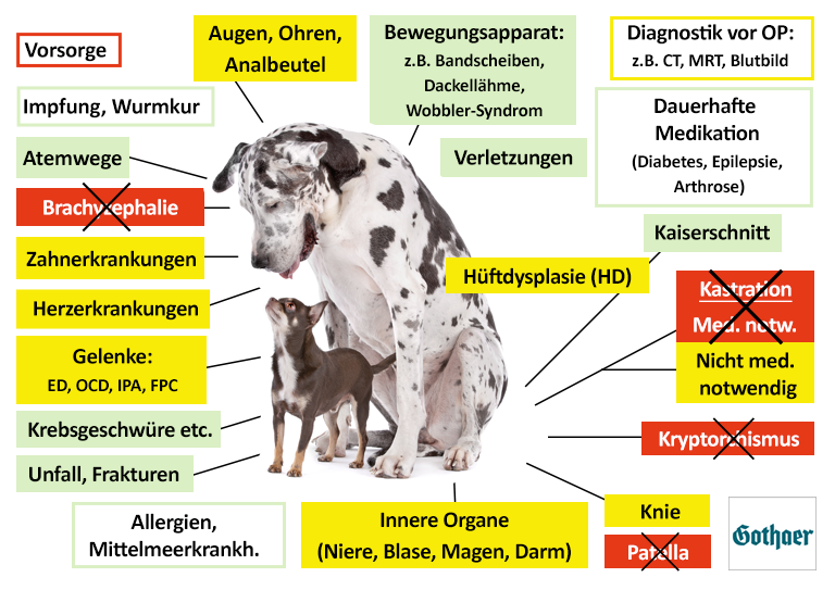 Gothaer Hundekrankenversicherung Leistungen im Überblick