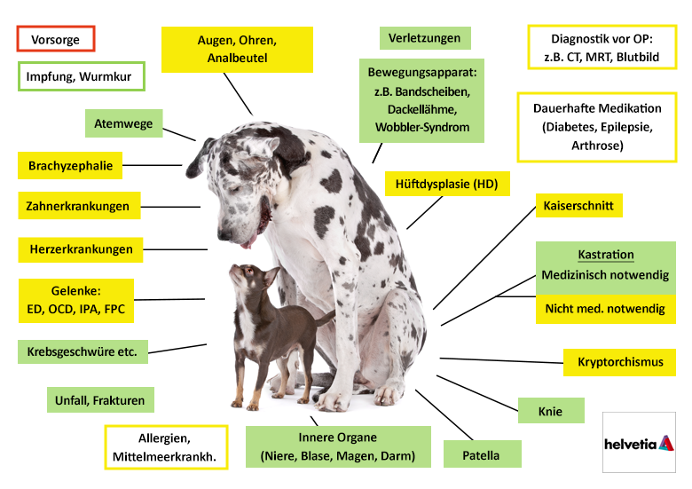 Helvetia Hundekrankenversicherung Leistungen im Überblick