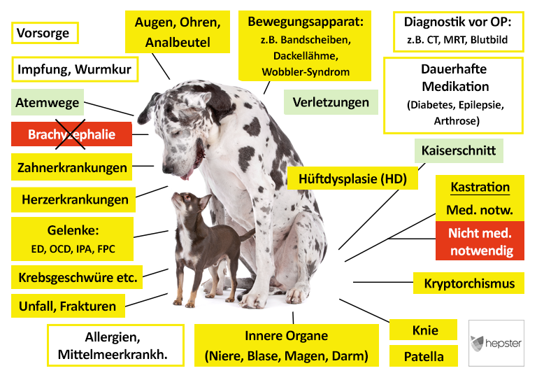 Hepster Hundekrankenversicherung Leistungen im Überblick