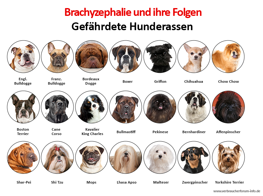 Betroffene Hunderassen Brachyzephalie