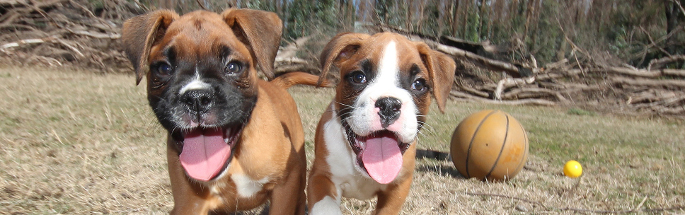 Die Hunde-OP Versicherung für Boxer Krankheiten