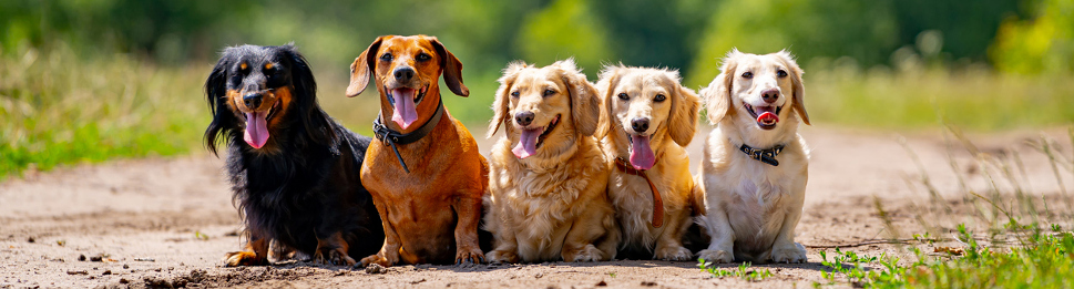 Hunde OP Versicherung für Dackel Krankheiten