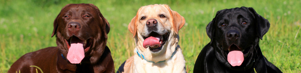 Labrador Hunde-OP Versicherung