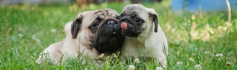 Hunde-OP Versicherung Vergleich für Mops