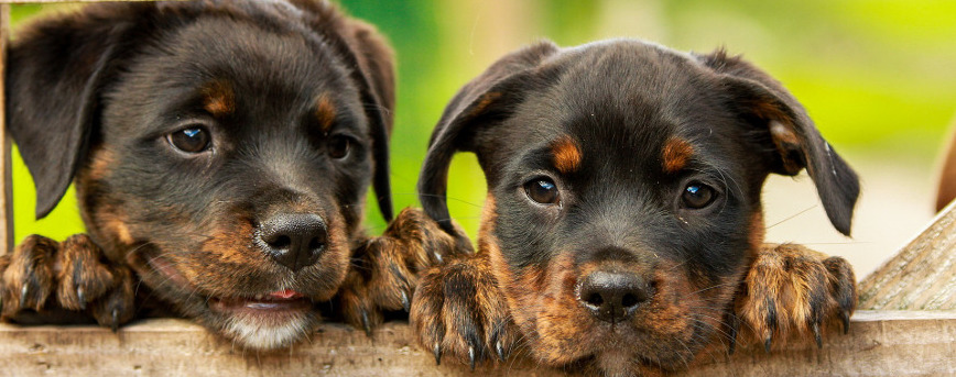 Hunde-OP Versicherung Vergleich für Rottweiler Krankheiten