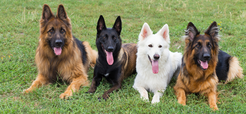 Hunde-OP Versicherung für Schäferhund Krankheiten