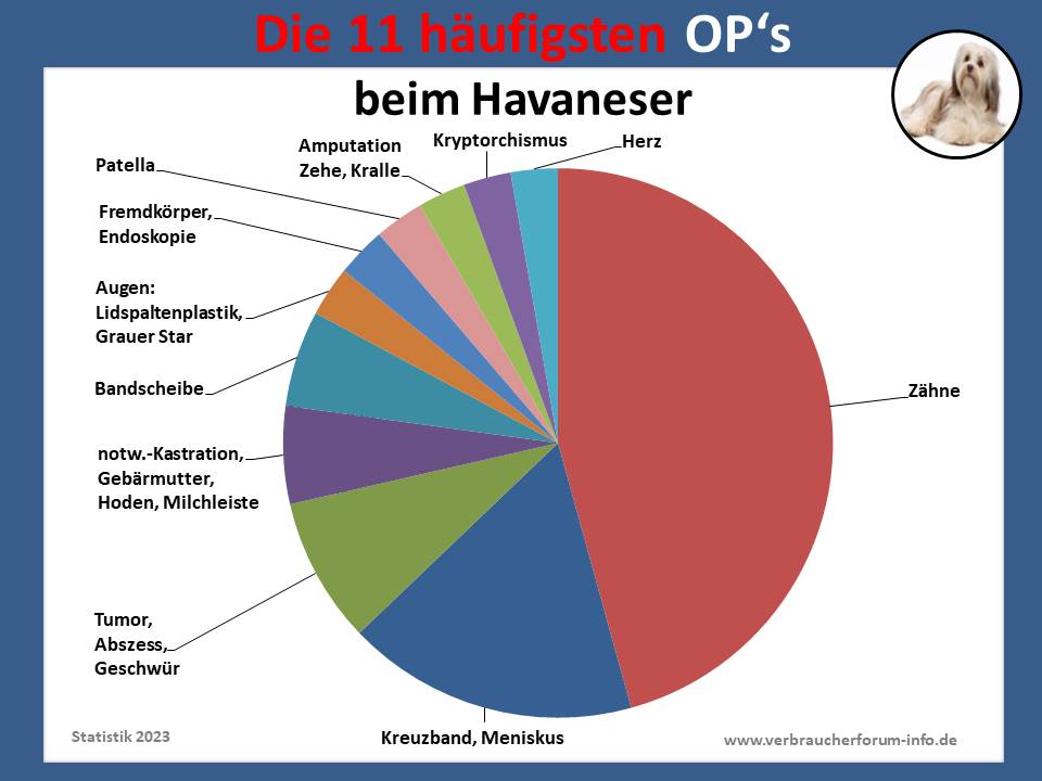 Havaneser häufigste OP-Krankheiten und Eingriffe