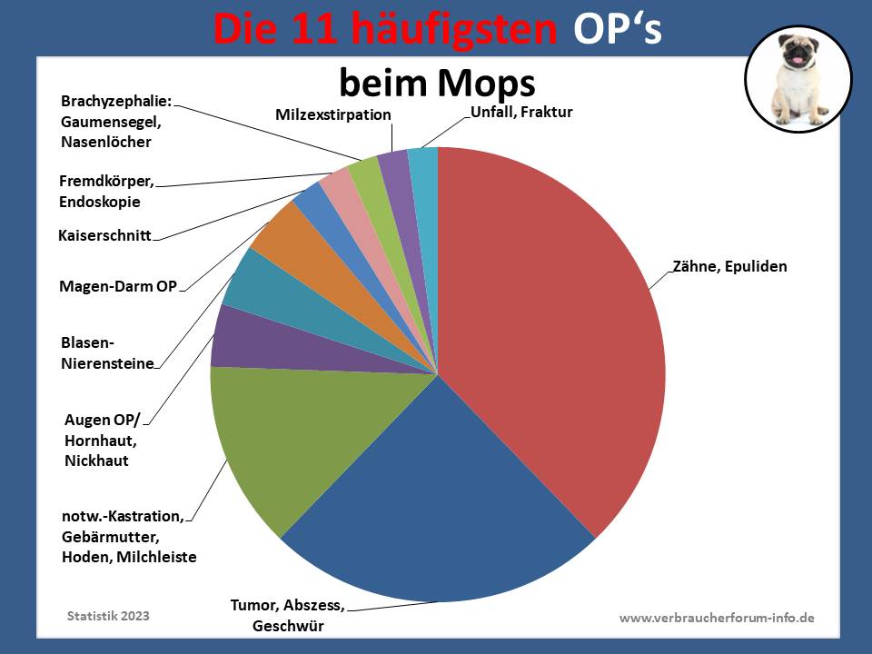 Mops häufigste OP-Krankheiten und Eingriffe