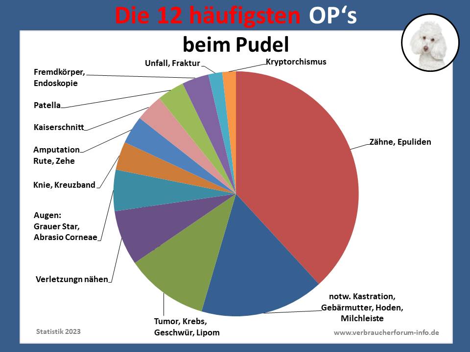 Häufige Pudel OP-Krankheiten