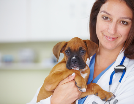 Hunde-Op Versicherung für Boxer