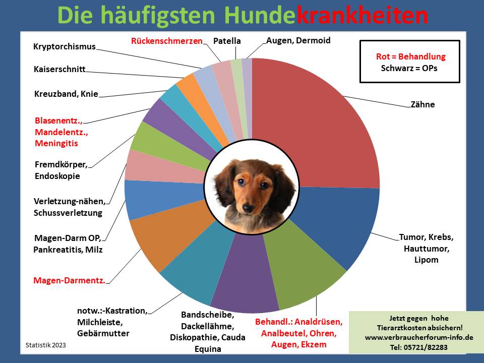 Die häufigsten Krankheiten und Tierarztkosten beim Dackel