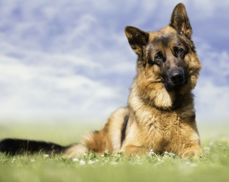 Hunde-Op Versicherung für Schäferhund