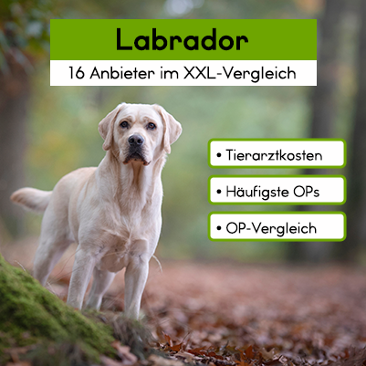 Hunde-Op Versicherung für Labrador