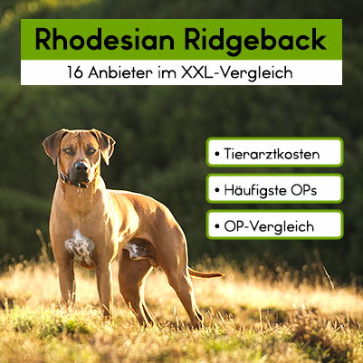 Hunde-OP Versicherung für Rhodesian Ridgeback