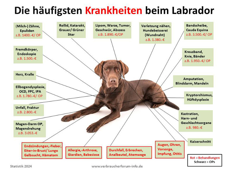 Die häufigsten Krankheiten beim Labrador