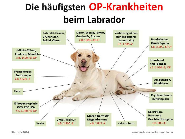 Häufigste Labrador Krankheiten Statistik